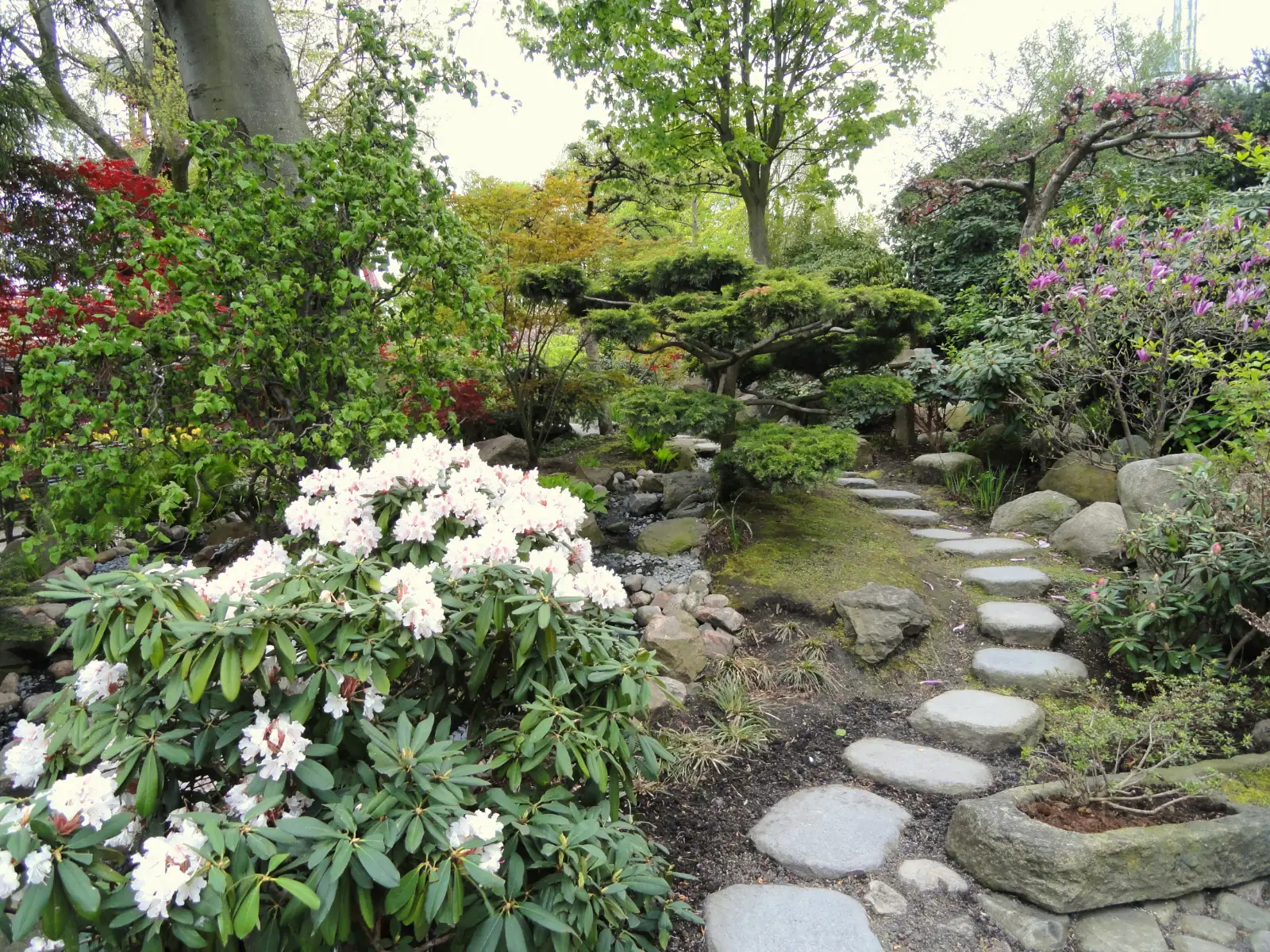 Stepping stones through a planted garden